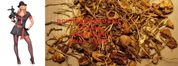 PSILOCYBIN Белокуриха